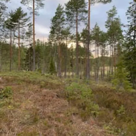 Velkommen Til Finnskogen Og Minihytta Rimbila كونغسفينغر