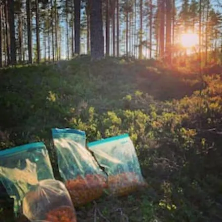 Velkommen Til Finnskogen Og Minihytta Rimbila كونغسفينغر