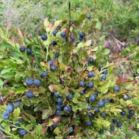 Velkommen Til Finnskogen Og Minihytta Rimbila بيت للعطل