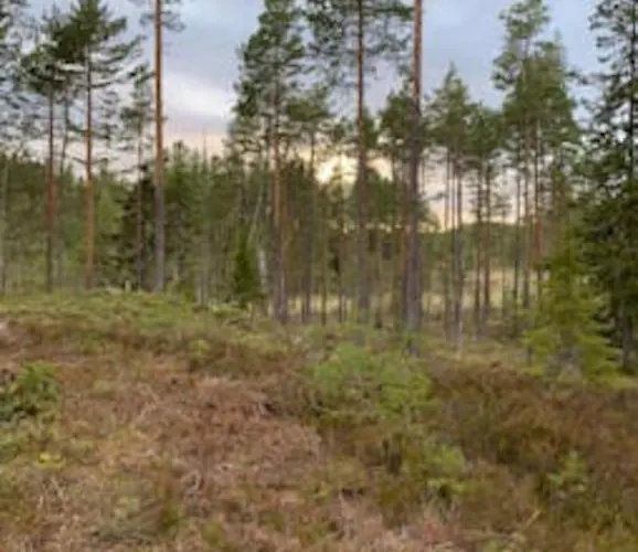 Velkommen Til Finnskogen Og Minihytta Rimbila Kongsvinger