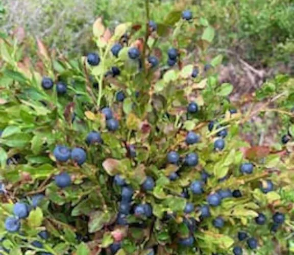 Velkommen Til Finnskogen Og Minihytta Rimbila Semesterbostad