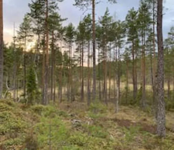 Velkommen Til Finnskogen Og Minihytta Rimbila * Kongsvinger